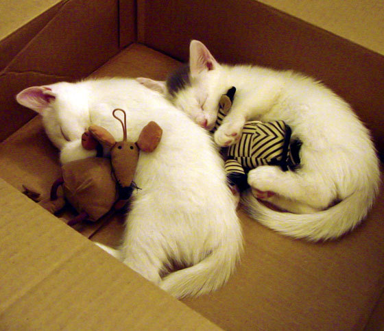 伯科夫赛场表现获教练高度评价,博尔科夫